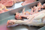 Slaughtered Fresh Whole Chicken