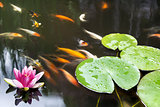 Lily Pad Pink Flower in Koi Pond