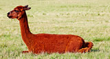 Reddish brown alpaca sitting in field