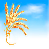 Ears of wheat in front of blue sky. Vector illustration. 