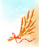 Ears of wheat  with red ribbon. Vector illustration. 