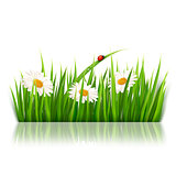 Nature background with green grass and flowers Vector. 