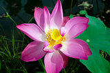 Pink Lotus Flower Amid the White Sand Dunes