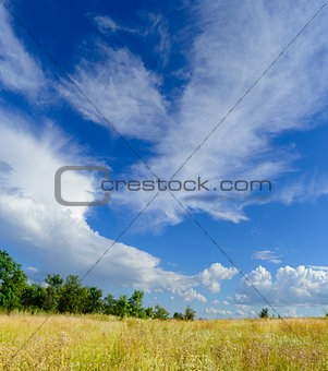 Beautiful Yellow Field and Green Forest under Dramatic Sky