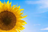 Beautiful Bright Sunflower Against a Blue Sky