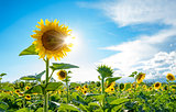 Bright Sun Shines Through the Petals of Beautiful Sunflower