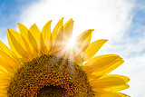 Bright Sun Shines Through the Petals of Beautiful Sunflower