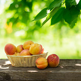 Ripe Tasty Apricots in the Basket on the Old Wooden Table