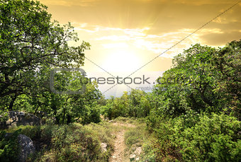 Sunlight in mountain forest