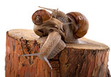 Snails on top of one another, on pine tree stump
