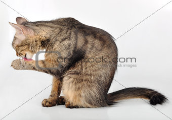 beautiful grey  cat licking her paw