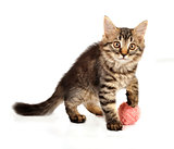 cute little kitten with a wool ball