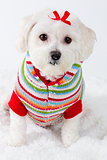 Winter puppy dog wearing striped jumper