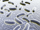 Colony of bacteria