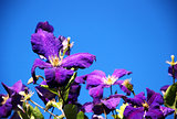 Purple clematis flowers against a blue sky