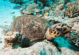 Hawksbill turtle resting on the seabed