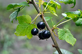 berries of black currant