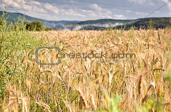 wheat field in mountains