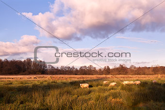 sheep on pasture before sunset
