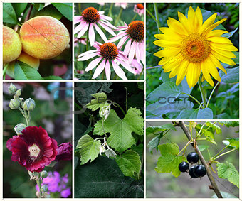 Collage of summer plants