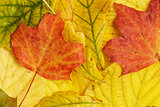 different autumn leaves