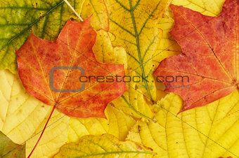 different autumn leaves