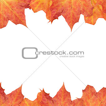 frame from autumn mapple leaves