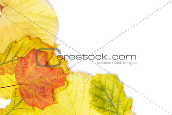 border from different autumn leaves