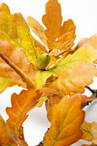 autumn oak leaves with acorn