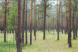 summertime in tranquil pine forest