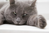 british shorthair cat close up portrait
