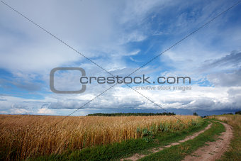 Landscape with road and field of wheat