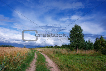 Summer landscape with a field of wheat and a road