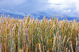 Ears of wheat against the sky