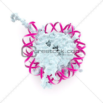 Structure of a nucleosome