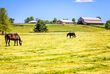 Horse farm 