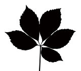 maple leaves silhouette vector
