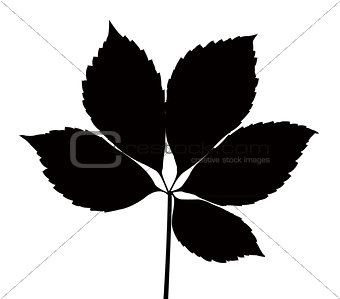 maple leaves silhouette vector