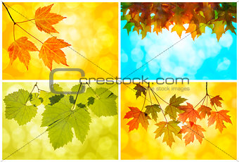 Fall Autumn Leaves Collage