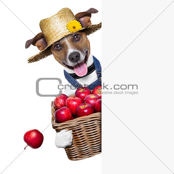 farmer dog
