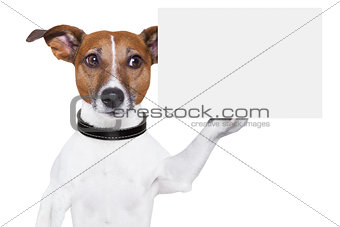 copy space placard dog