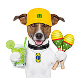 funny dog brazil