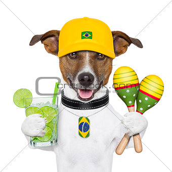 funny dog brazil