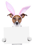  funny easter dog with blank space
