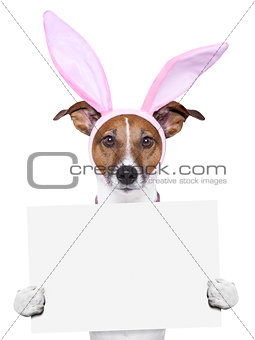  funny easter dog with blank space