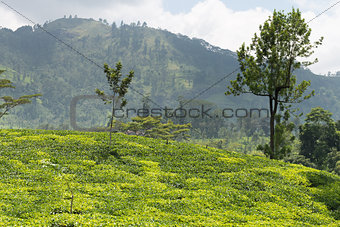 Fresh green Ceylon tea plantation field at mountains
