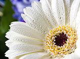 white gerbera with water drops