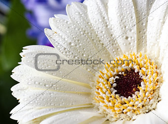 white gerbera with water drops