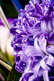 blue fuzzy (hyacinthus orientalis) with waterdrops