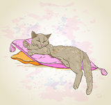 Cat on pillow